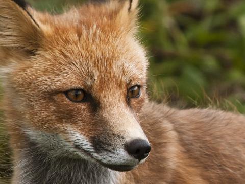 Red fox