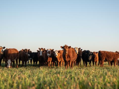Cattle in field