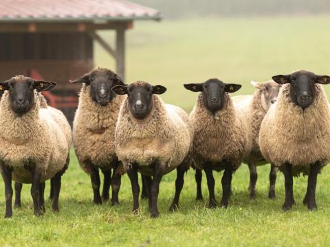 Sheep in a field