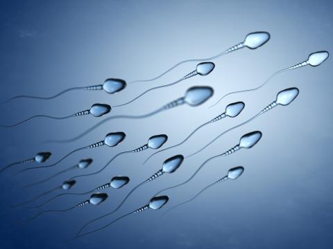 sperm cell