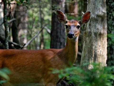 Tennessee deer