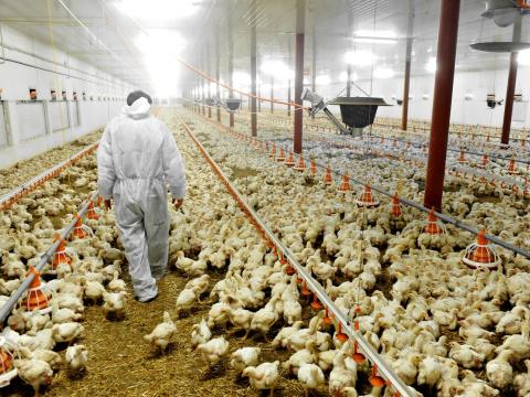 Veterinarian on poultry farm