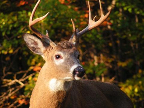 White-tailed buck