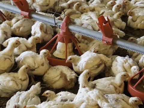 Young chickens in barn
