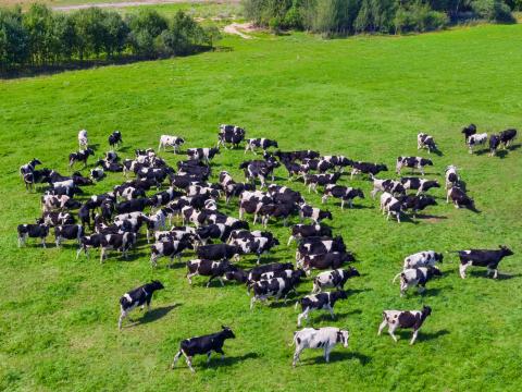 aerial cows