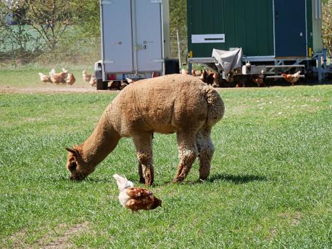 alpaca and chickens