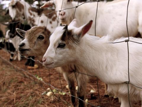 baby goats