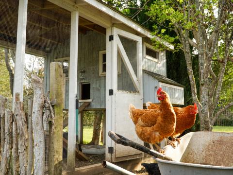 backyard coop