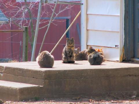 barn cats