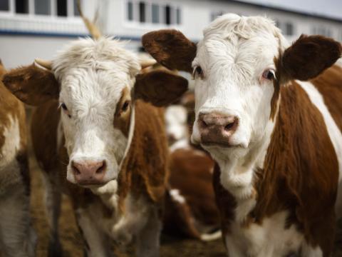 beef cattle