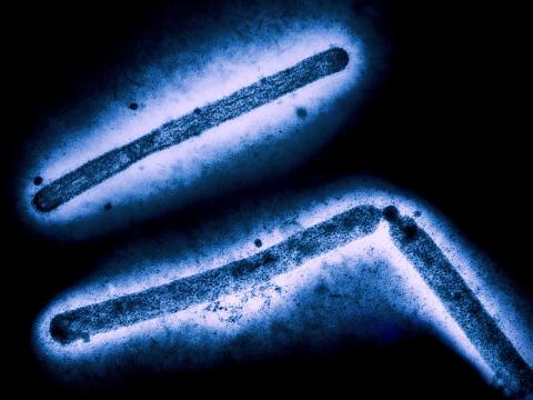 H5N1 virus 