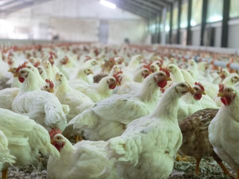 broiler farm