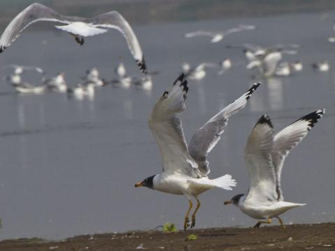 brown headed gulls
