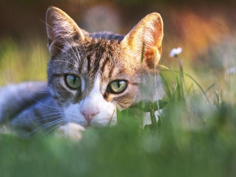 cat stalking