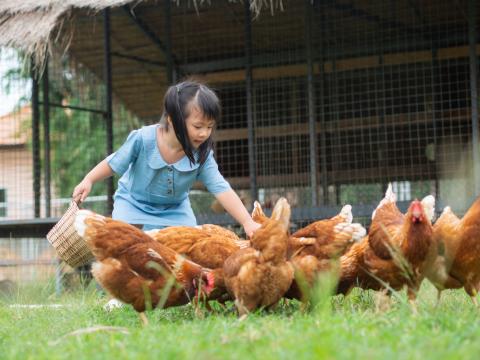 child with backyard birds