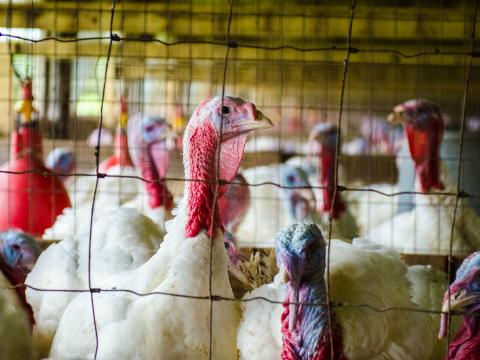 colorful turkeys
