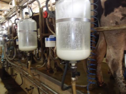 cow milking
