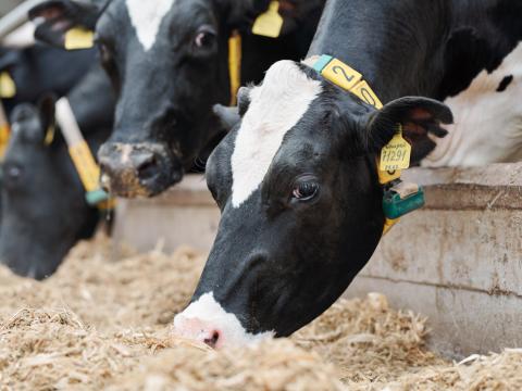 dairy cows eating feed