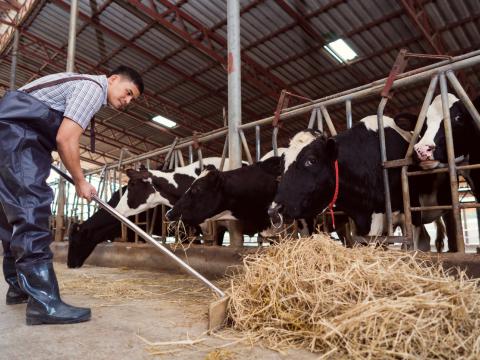 dairy worker