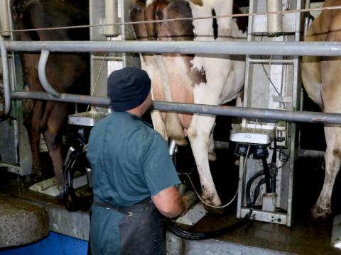 dairy farm worker