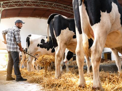 dairy worker