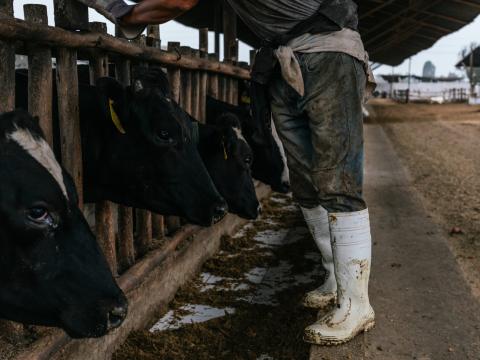 dairy worker and cows