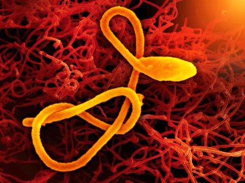 ebola red gold