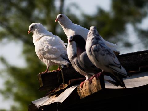 farm pigeons