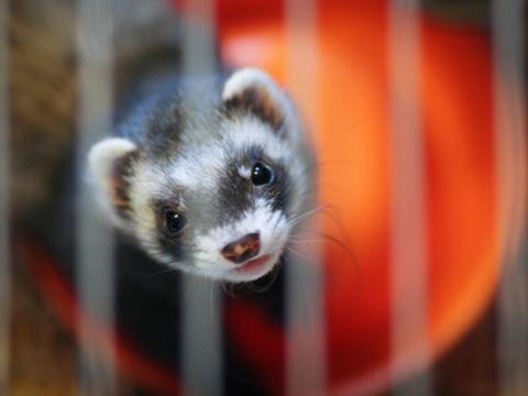 Ferret in cage