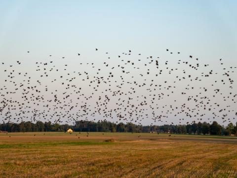 flock of starlings