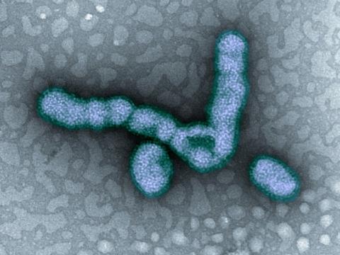 flu virus