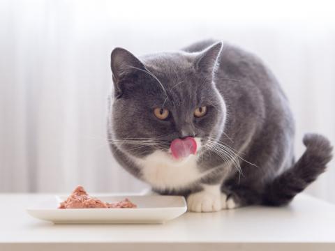 gray cat and raw food