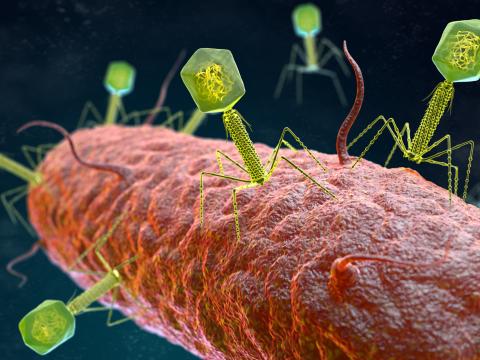 Bacteriophages attacking bacteria