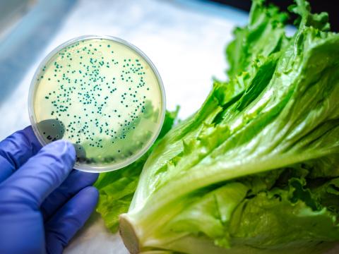 Contaminated lettuce