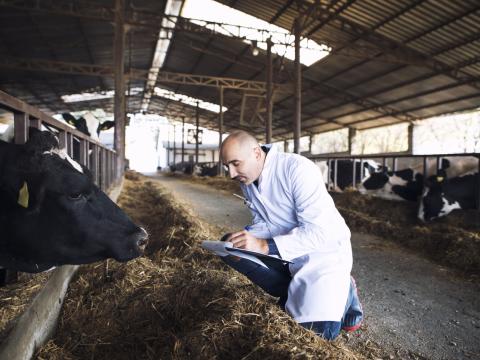 Veterinarian with cow