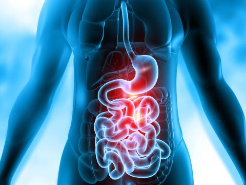 Upper gastrointestinal system illustration