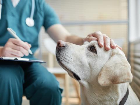 Veterinarian petting dog