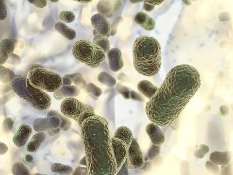 Acinetobacter baumannii