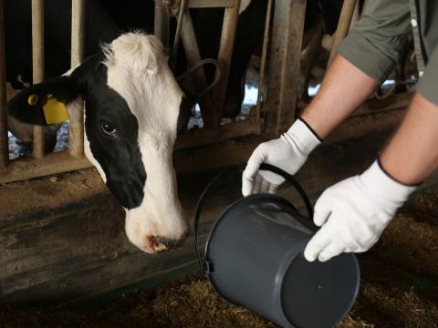 dairy worker feeding cow