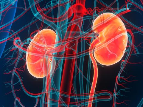kidneys