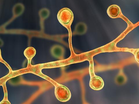 Blastomyces