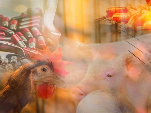 Animals and antibiotics