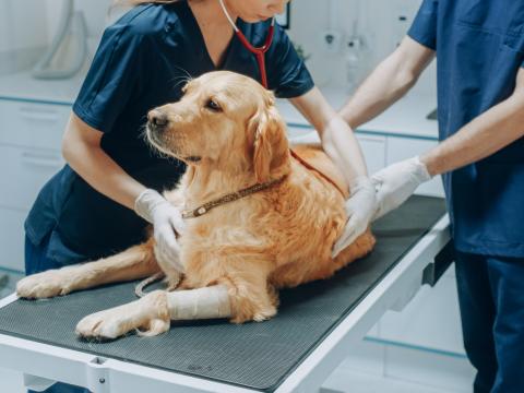 Dog being treated at animal hospital