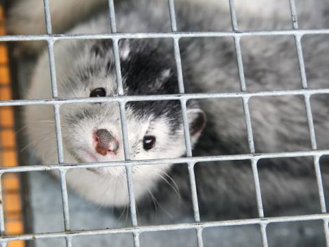 ferret