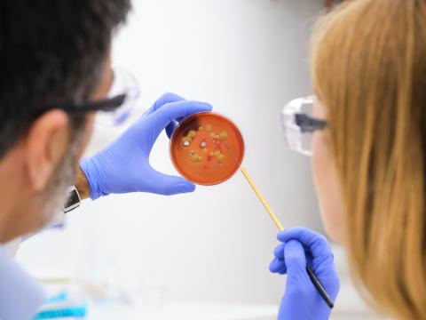 Scientists looking at petri dish