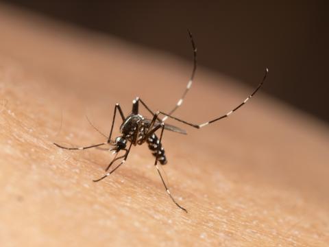 Aedes albopictus mosquito