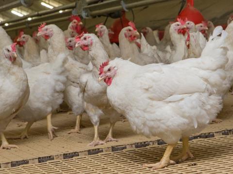 commercial poultry barn