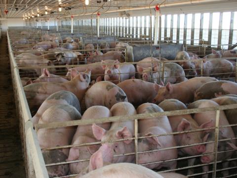 pigs inside a finishing barn