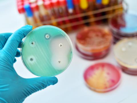 Petri dish with resistant bacteria