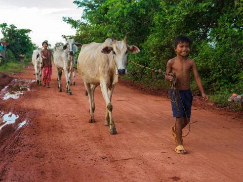 Cambodian boy with cattle